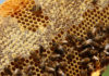 bee honeycomb, beekeeper