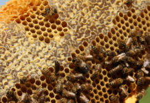 bee honeycomb, beekeeper
