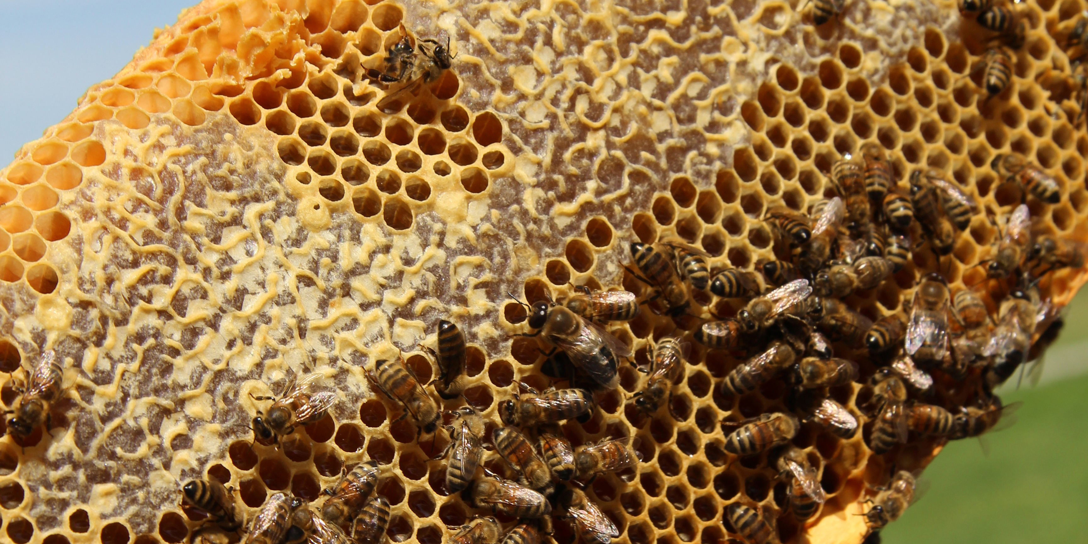 bee honeycomb, beekeeper