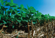 no-till soybeans - environmental stewardship award
