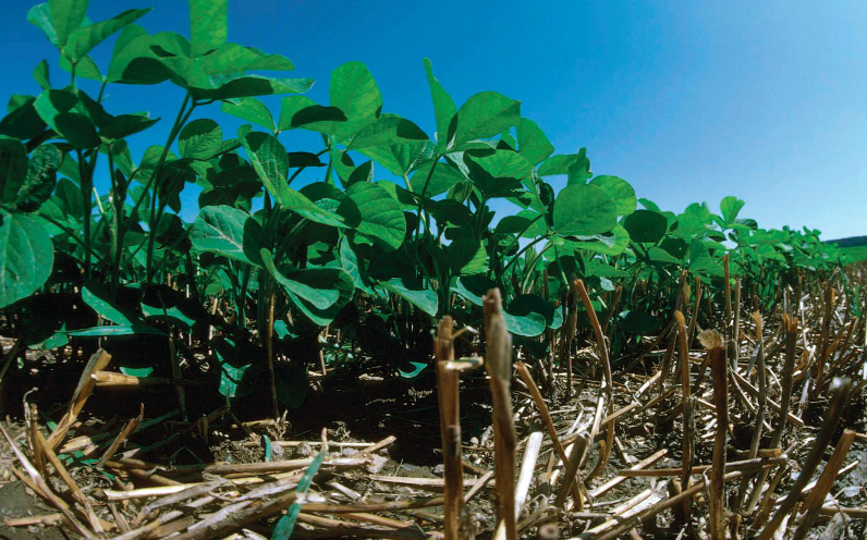 no-till soybeans - environmental stewardship award
