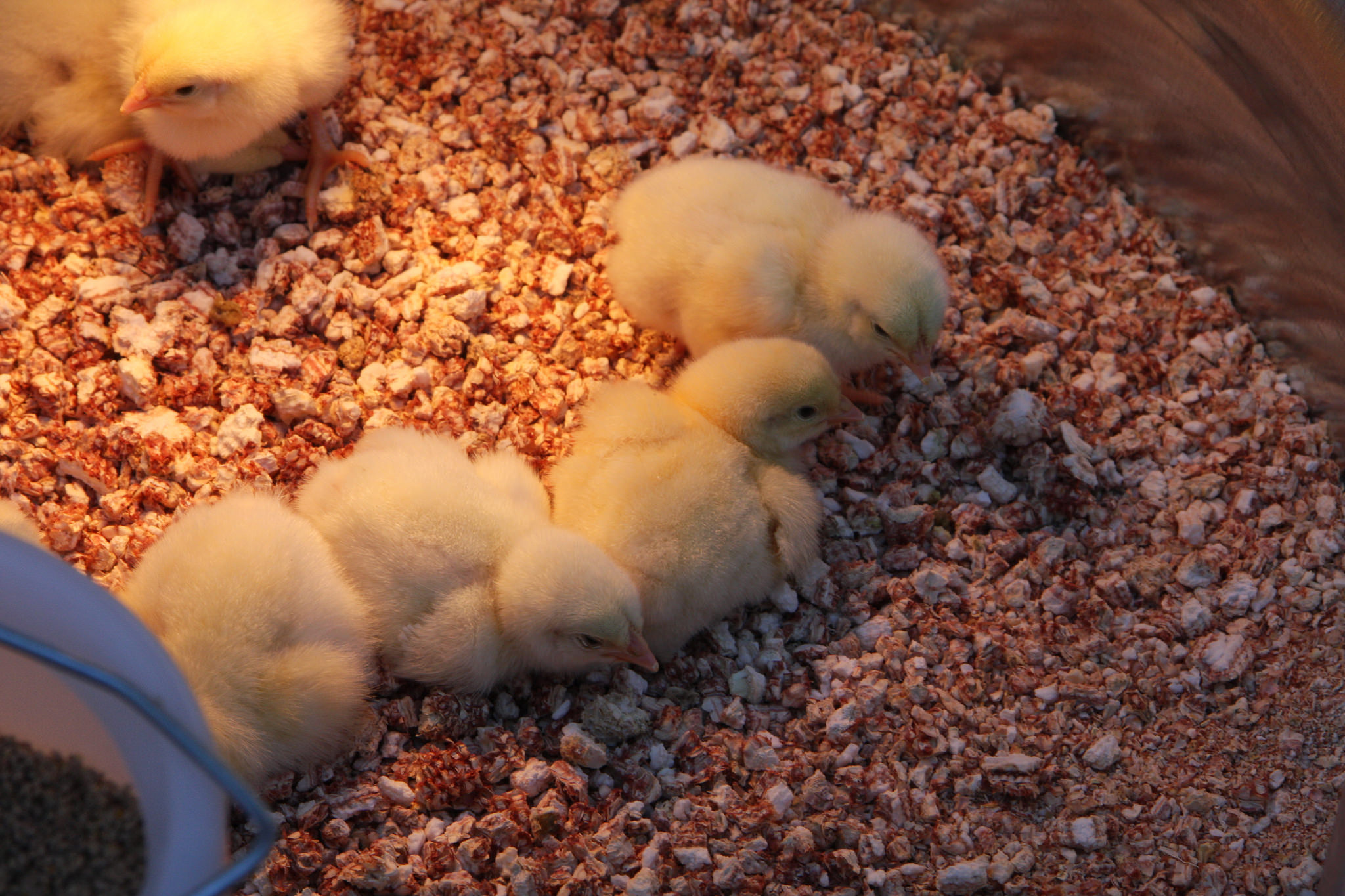 ag day - chicks