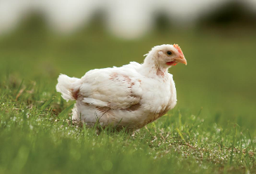 broiler chicken poultry