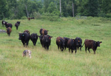 cattle in field with dog