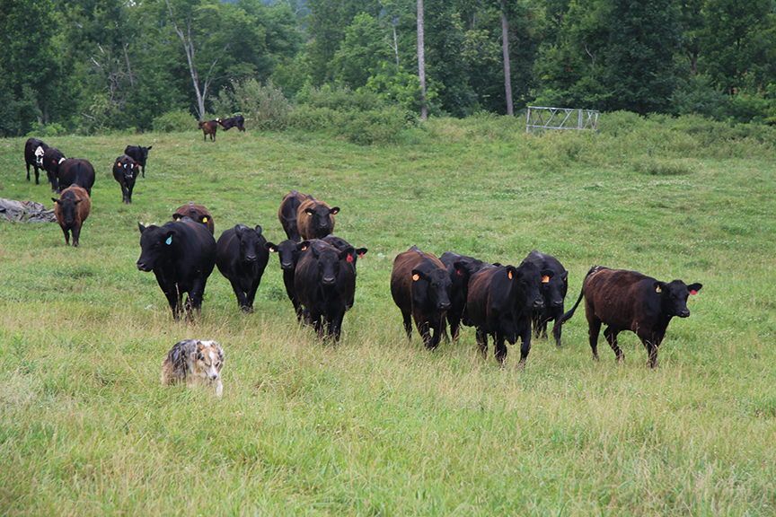 cattle in field with dog
